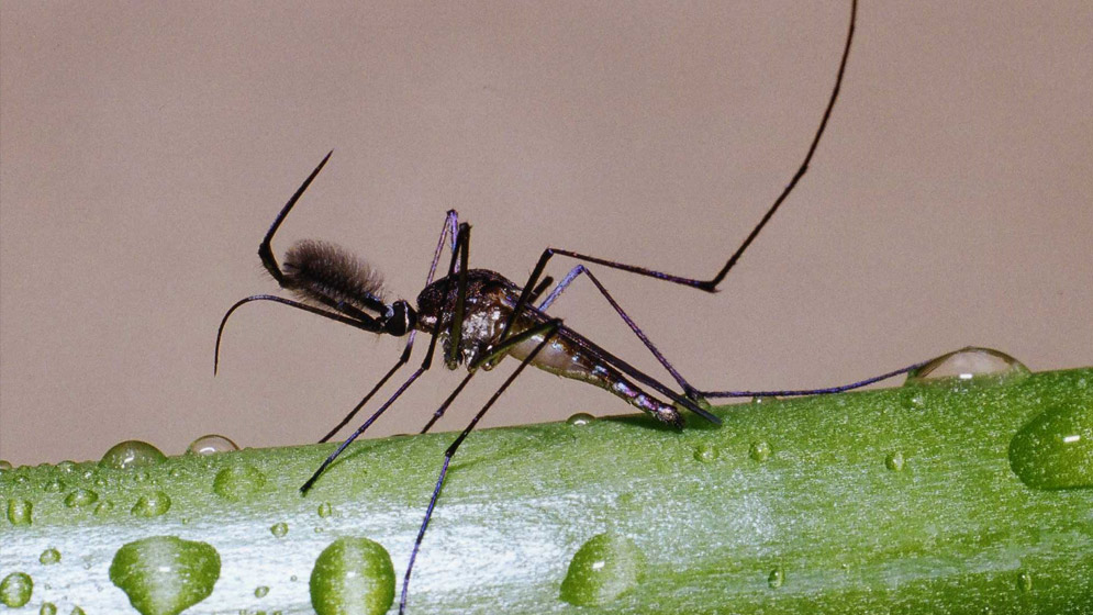 Se publicó el libro ‘Investigaciones sobre mosquitos de Argentina’