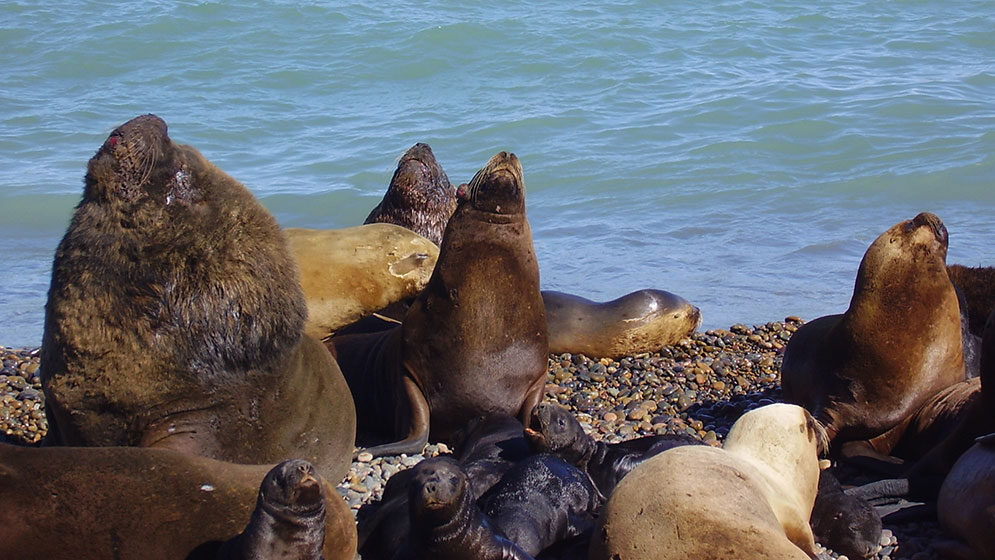 Dos investigadores del CONICET participaron de un trabajo sobre conservación de lobos marinos que cobró relevancia internacional.