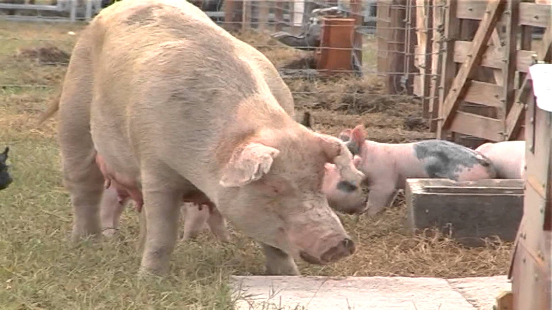 JORNADA DE CAMPO: Uso del Túnel Cama Profunda en la Producción Porcina