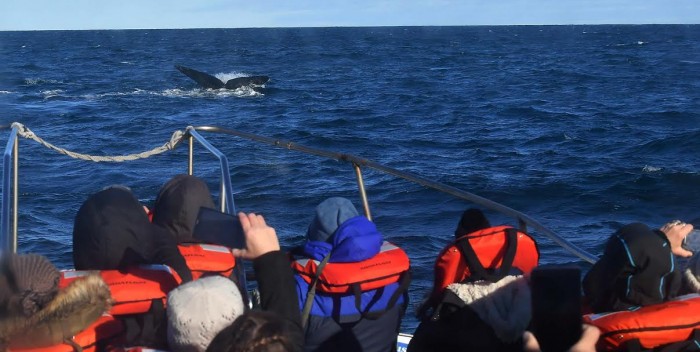 Madryn participará en el Simposio Latinoamericano de Turismo de Observación de Ballenas