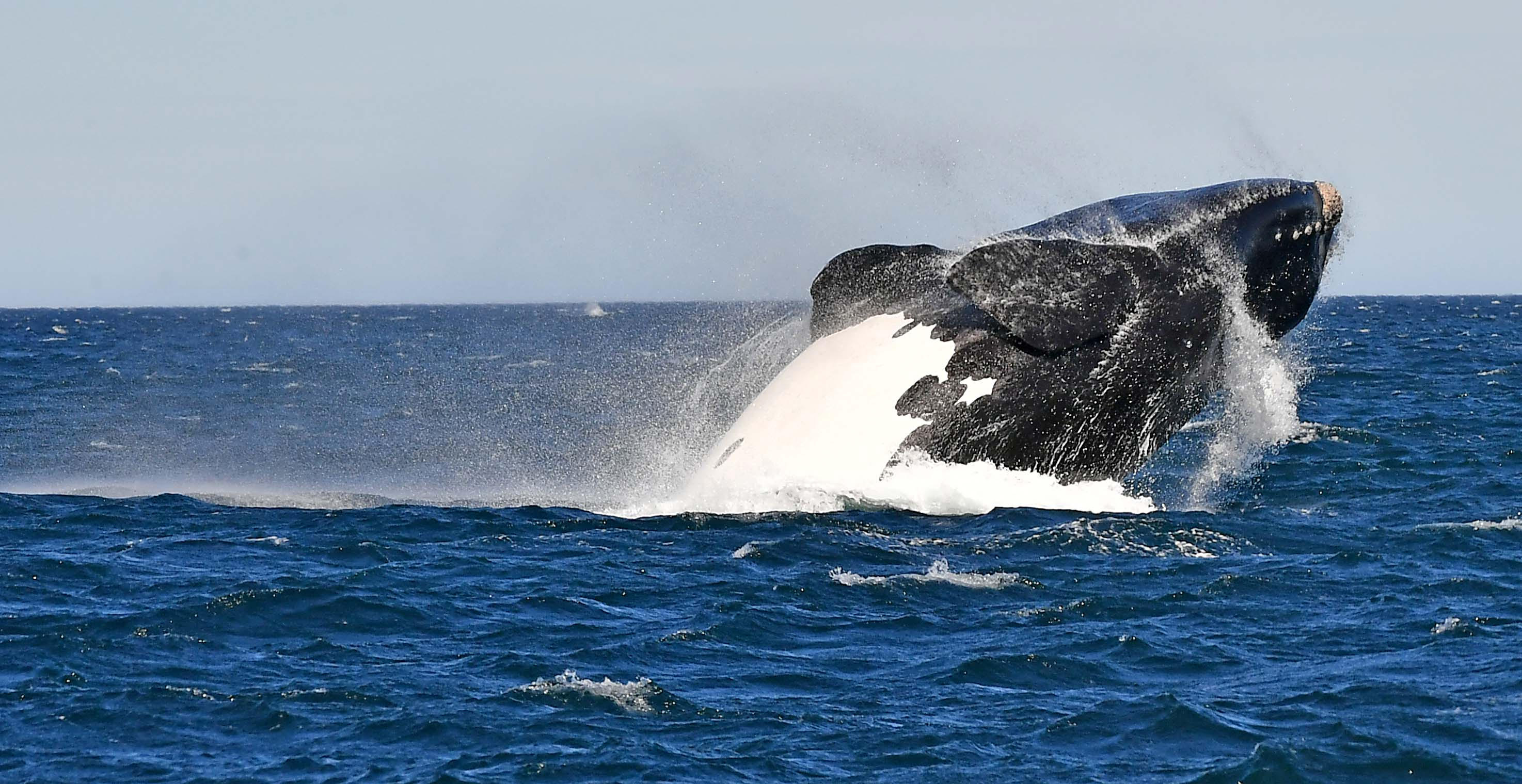 Chubut: La Temporada de Ballenas, en su mejor momento