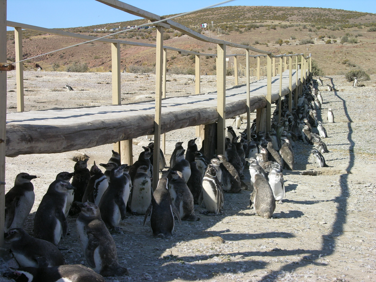 Cabo Dos Bahías lanza la Temporada de Pingüinos este sábado