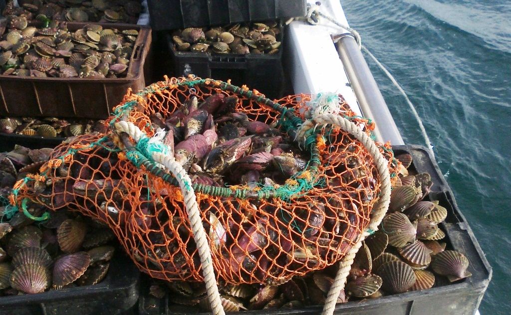 Marea Roja: la Secretaría de Pesca vedó la  extracción de moluscos en el Golfo Nuevo