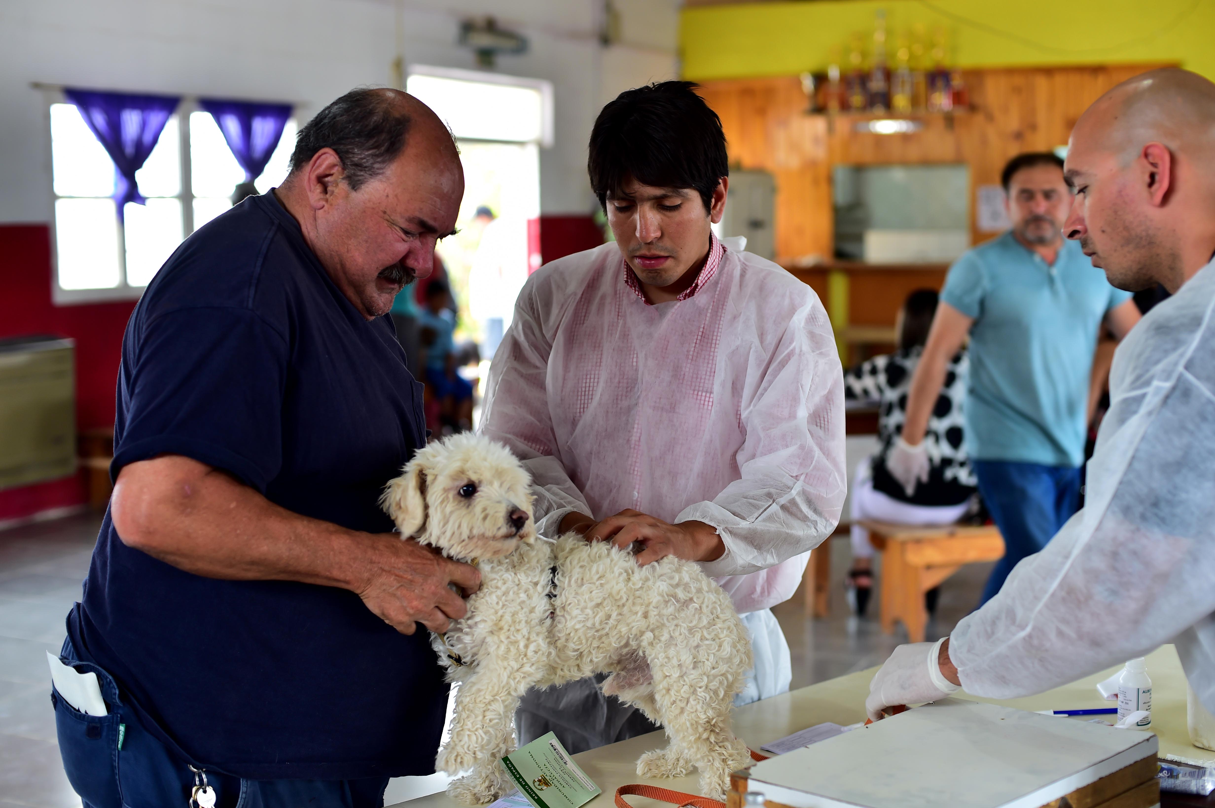 Campaña masiva de atención gratuita para mascotas