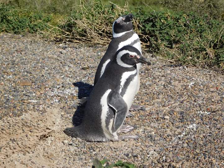 Grandes grupos de pingüinos llegan a Punta Tombo