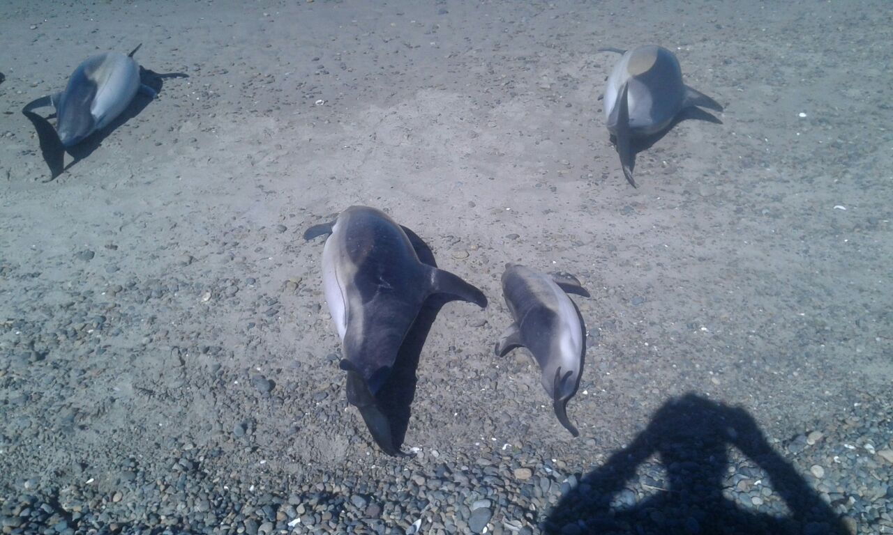 Sesenta y ocho delfines oscuros fueron encontrados varados