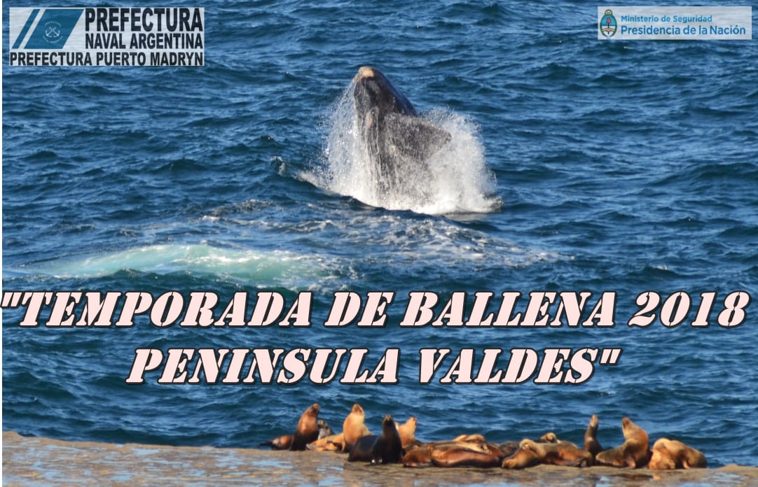 Prefectura Madryn implementó medidas de seguridad para preservar el habitad natural de los cetáceos