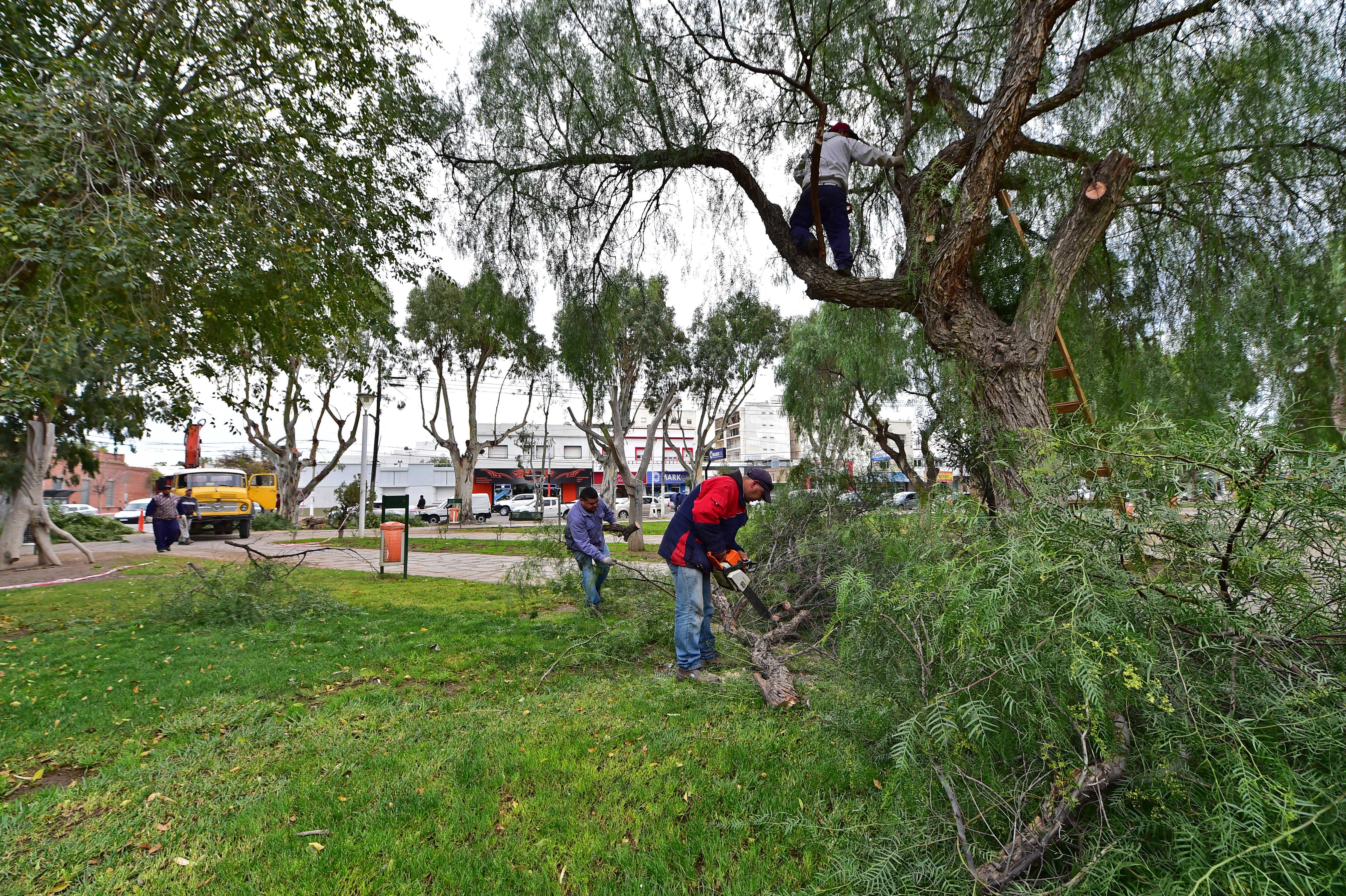 Madryn más verde y segura