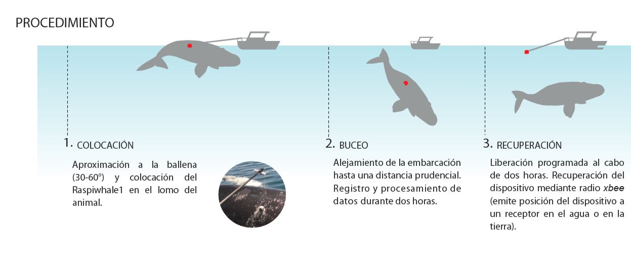 Investigan la interacción entre las ballenas de Puerto Madryn y los barcos