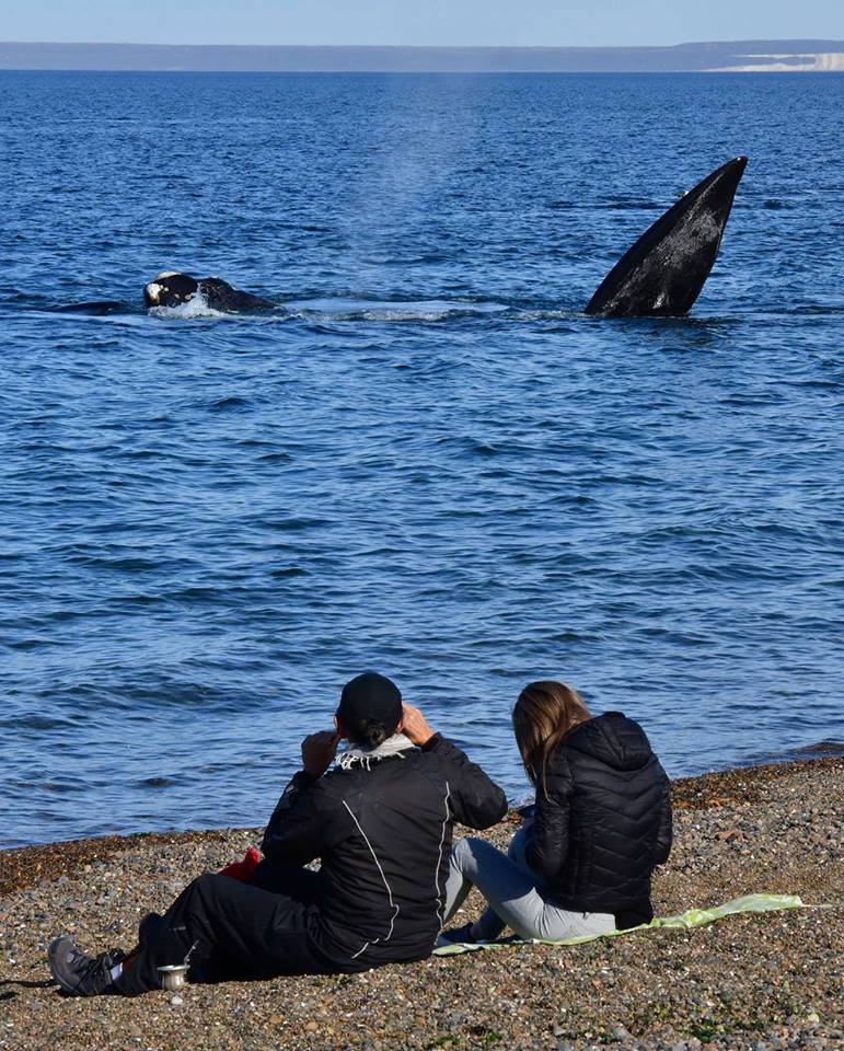Madryn: incremento de turistas extranjeros en septiembre