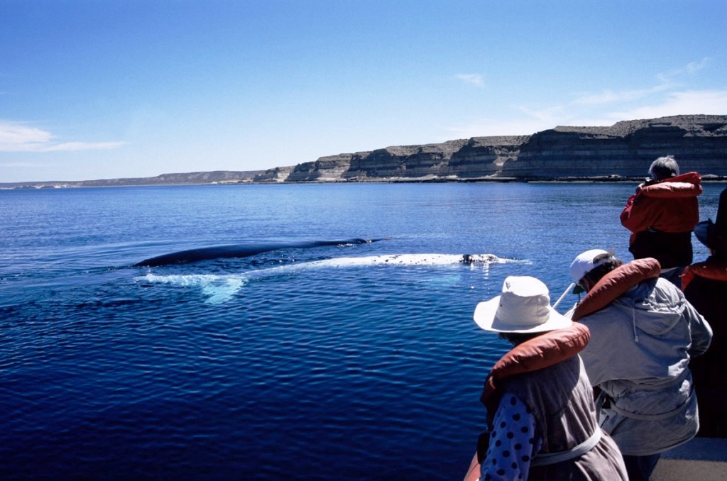 La Temporada de Ballenas comienza el 15 de junio