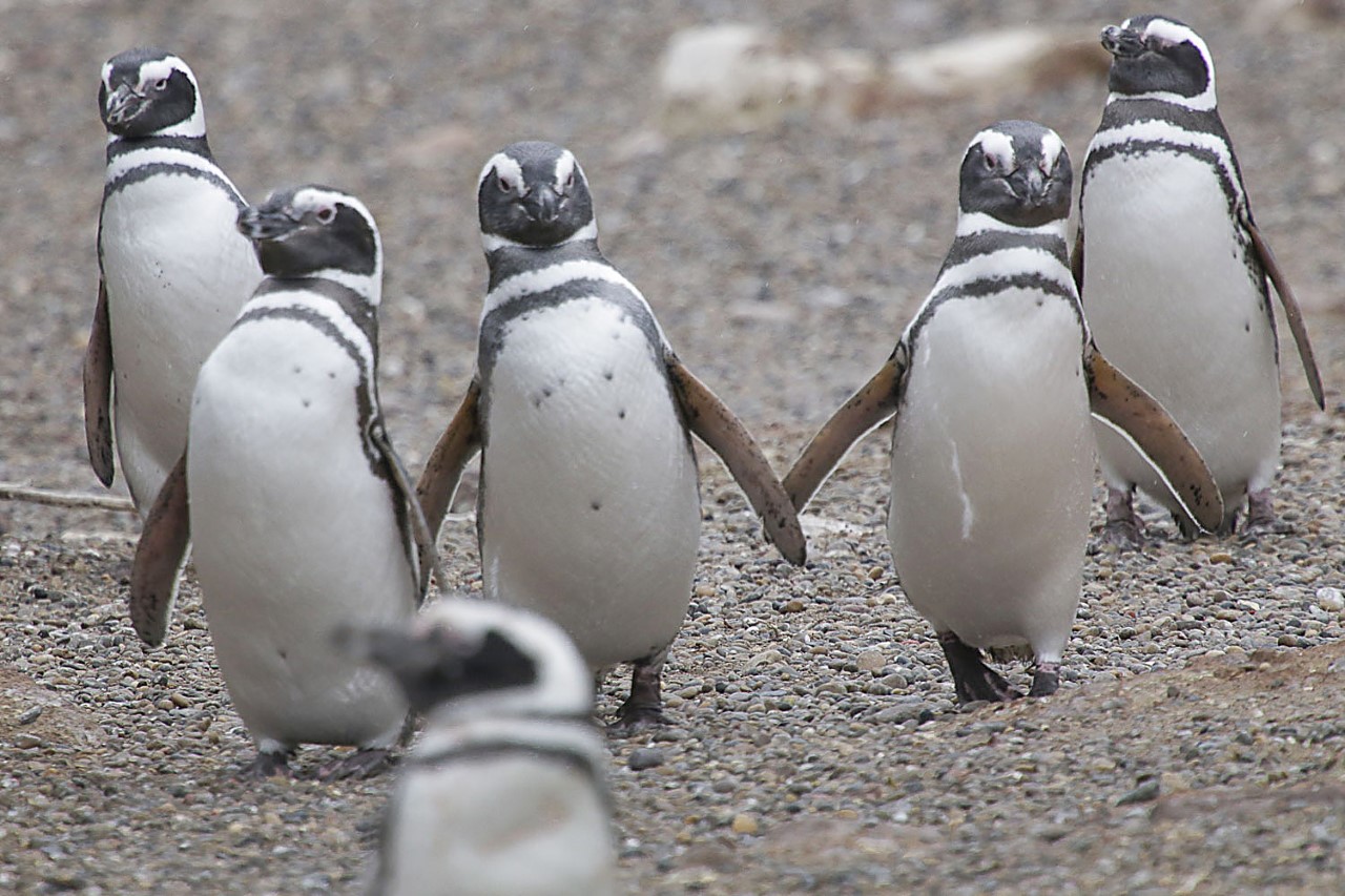 Temporada de Pingüinos en Punta Tombo