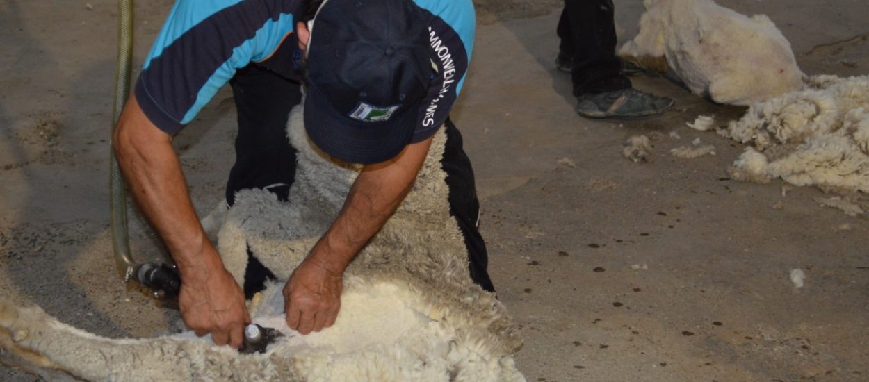 PROVINCIA ACOMPAÑA AL SECTOR GANADERO EN LA ESQUILA PRE PARTO CON PROTOCOLO DE PREVENCIÓN DE COVID-19