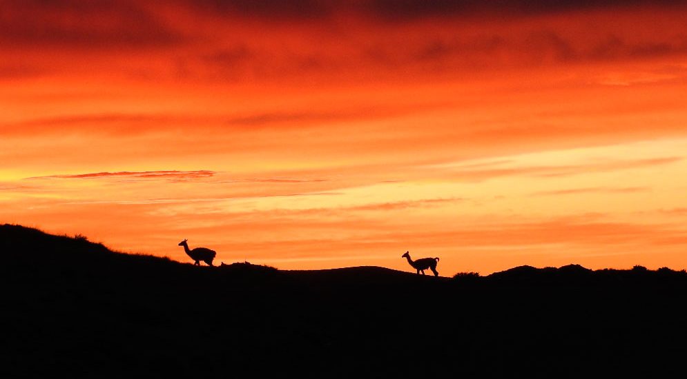 ¿SON LOS GUANACOS LOS RESPONSABLES DEL SOBREPASTOREO EN PATAGONIA?