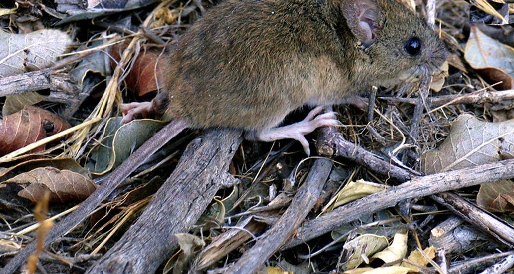 ALERTA EN ESQUEL: MURIÓ POR HANTAVIRUS Y AISLARON A 15 CONTACTOS ESTRECHOS