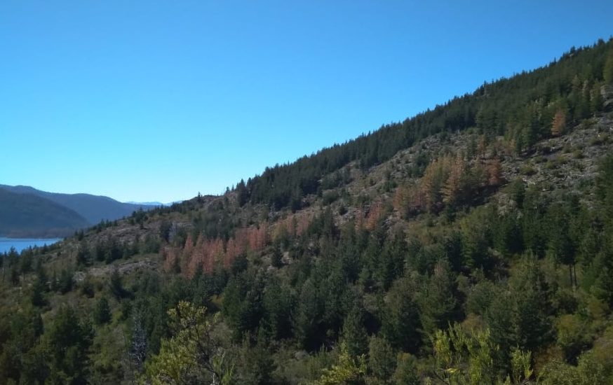 BOSQUES PONE EN MARCHA UNA NUEVA ETAPA DEL PROGRAMA DE MANEJO Y CONSERVACIÓN DE LA RESERVA EPUYÉN