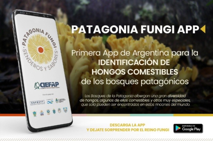 CIENTÍFICAS CHUBUTENSES DESARROLLARON APLICACIÓN PARA DISTINGUIR HONGOS COMESTIBLES EN LA PATAGONIA