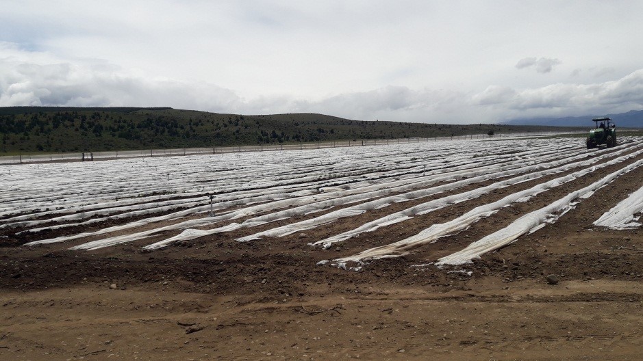 EL MAITÉN: GOBIERNO PROVINCIAL TRABAJA JUNTO A PRODUCTORES DE FRUTILLAS EN BUENAS PRÁCTICAS AGRÍCOLAS