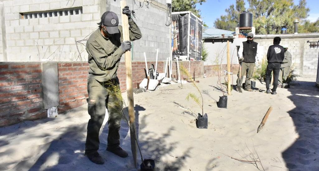 EL MUNICIPIO REEMPLAZÓ EJEMPLARES DE TAMARISCOS EN LA COSTA DE MADRYN