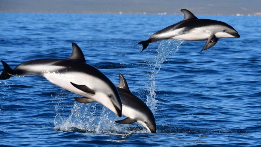 LOS DELFINES FUERON LOS PROTAGONISTAS DEL FIN DE SEMANA EN PUERTO MADRYN