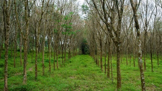EL 24 DE MARZO SE PLANTARÁN 30 MIL ÁRBOLES DE ESPECIES NATIVAS EN ÁREAS PROTEGIDAS