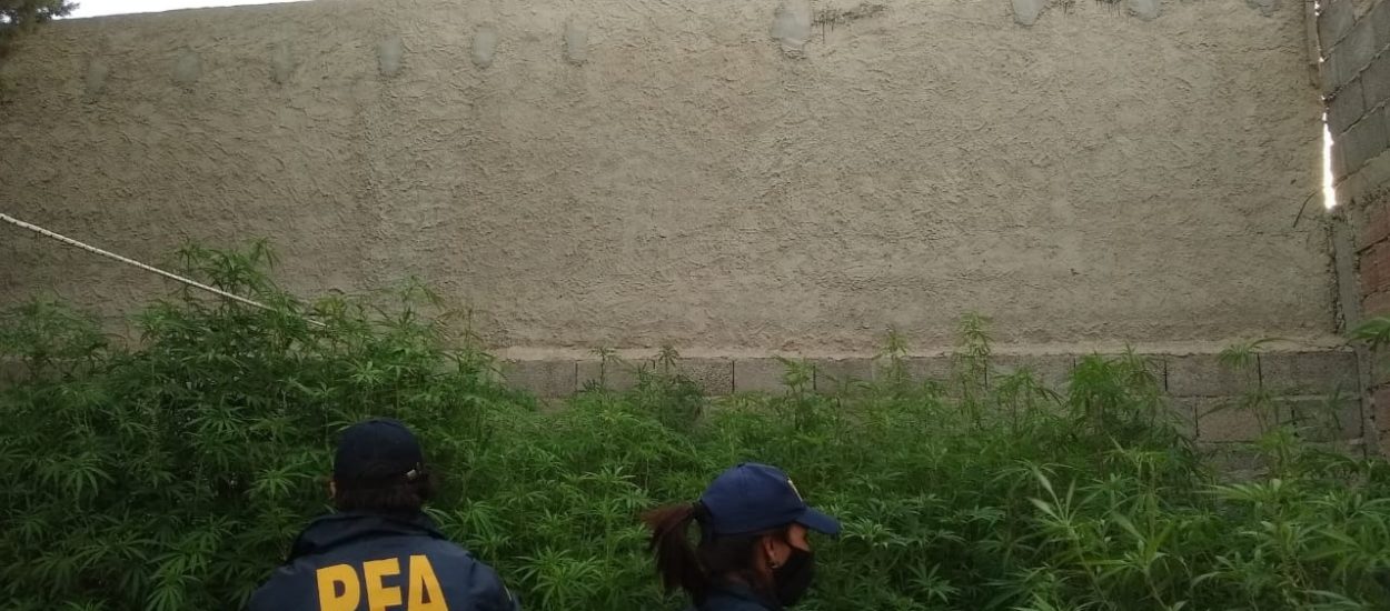LA POLICIA FEDERAL SECUESTRA MAS DE 100 PLANTAS DE MARIHUANA