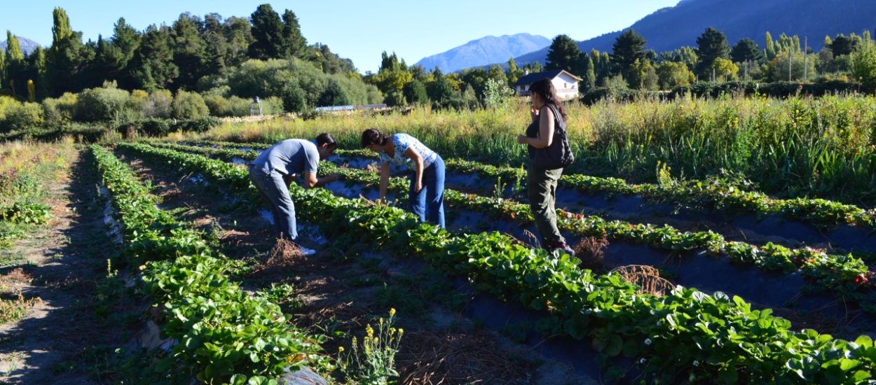 EL GOBIERNO PROVINCIAL CONVOCA A PRODUCTORES HORTÍCOLAS A INSCRIBIRSE EN EL REGISTRO NACIONAL SANITARIO DE PRODUCTORES AGROPECUARIOS