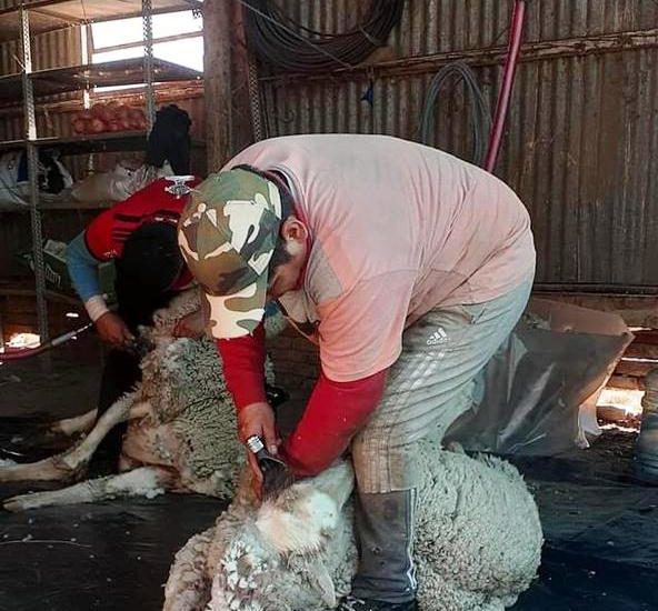 PROVINCIA ACOMPAÑA EL COMIENZO DE LA TEMPORADA DE ZAFRA DE ESQUILA OVINA EN CHUBUT