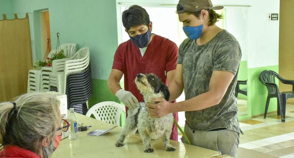 CONTINÚAN LAS CAMPAÑAS GRATUITAS PARA MASCOTAS