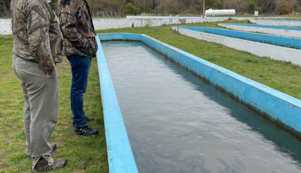 EL GOBIERNO DEL CHUBUT REALIZÓ UNA EXITOSA CAMPAÑA DE DESOVE DE TRUCHA ARCO IRIS EN RÍO PICO