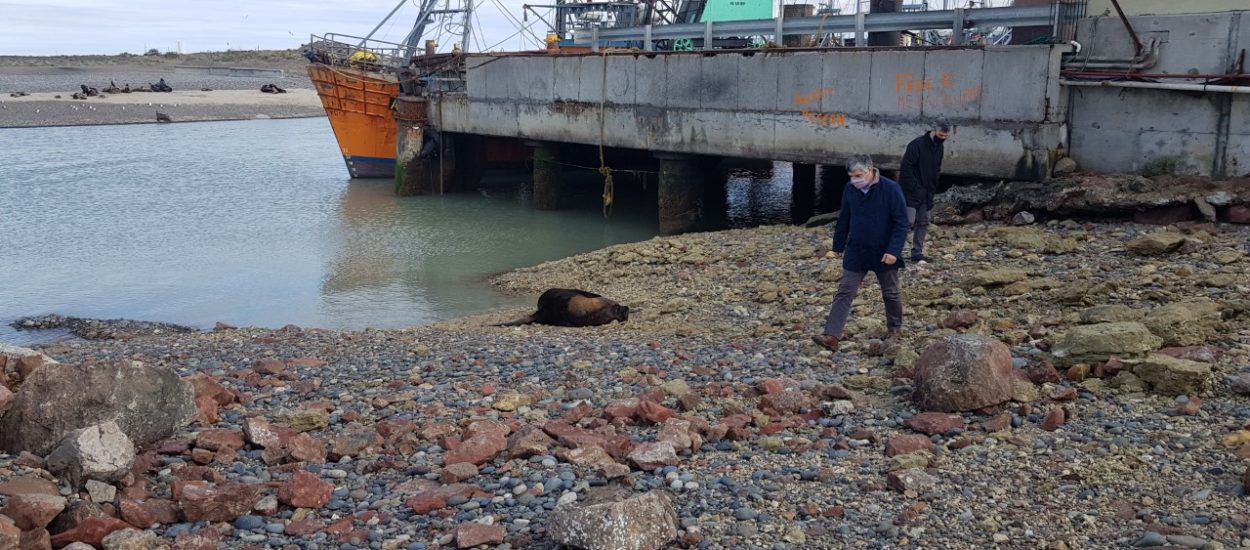 EL GOBIERNO PROVINCIAL FINALIZÓ LA OBRA DE ADECUACIÓN DEL SISTEMA DE DEFENSAS DEL NUEVO MUELLE PESQUERO DEL PUERTO DE RAWSON