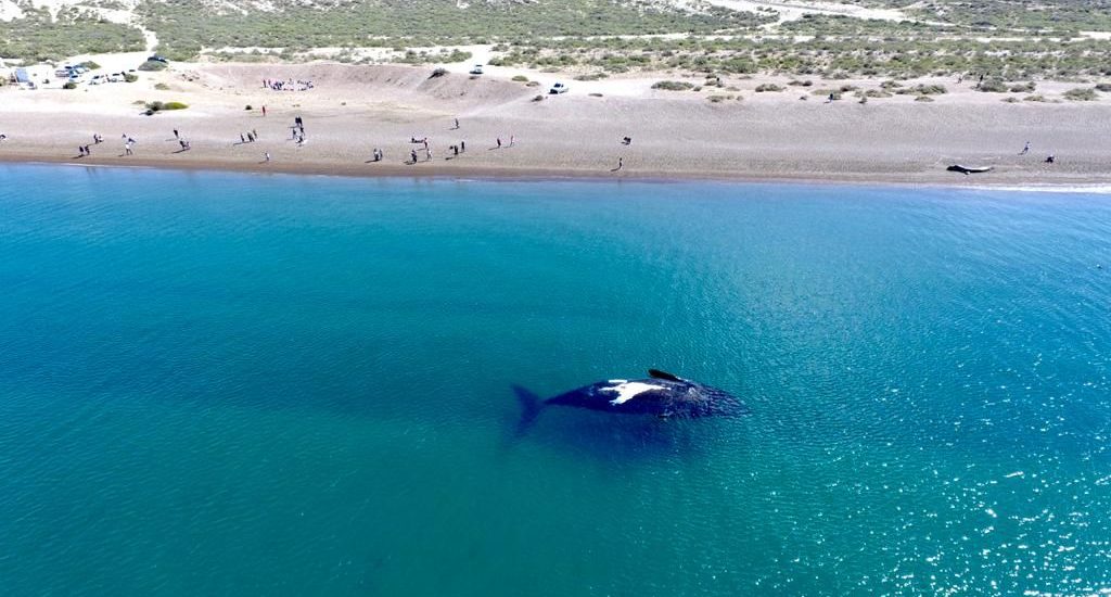 PUERTO MADRYN TENDRÁ OCUPACIÓN PLENA DURANTE EL FIN DE SEMANA LARGO DE OCTUBRE