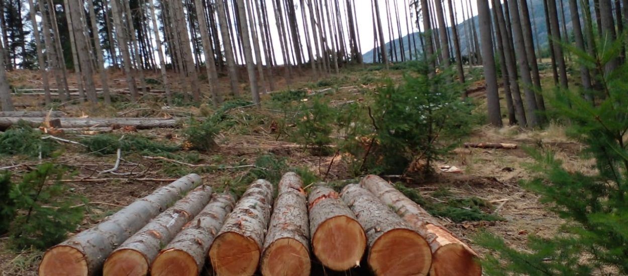 PROVINCIA DETECTÓ UNA TALA IRREGULAR DE PINO EN LAGO PUELO