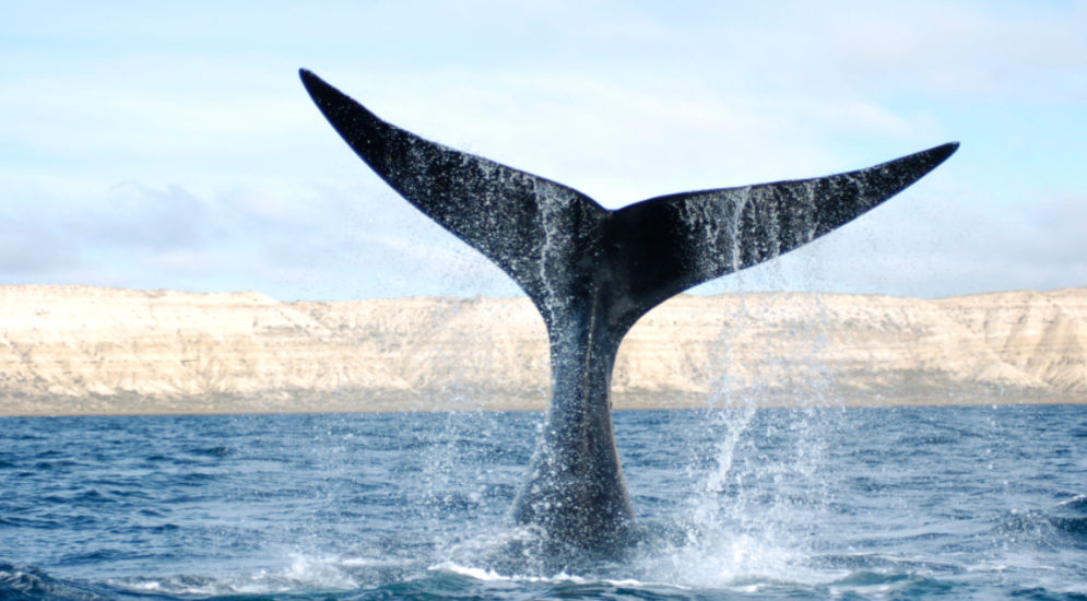 LAS BALLENAS SOBREVIVIERON A SIGLOS DE CAZA INDISCRIMINADA