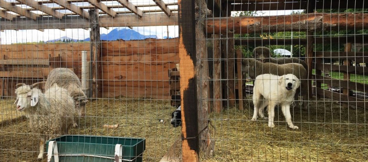PROVINCIA ADQUIRIÓ PERROS PROTECTORES PARA CUIDAR LA ACTIVIDAD OVINA Y CAPRINA DE LA ZONA DE MÁRTIRES