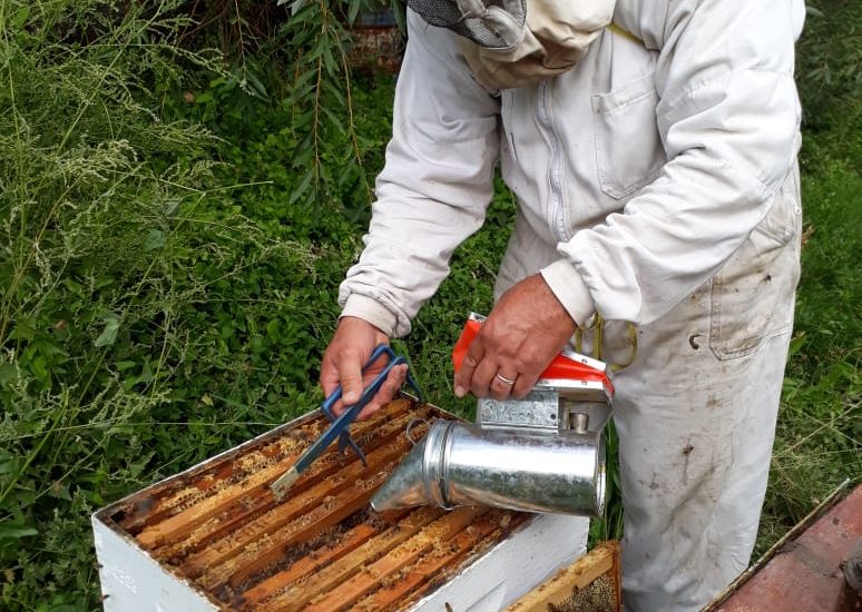 APICULTURA: CONVOCAN A PRODUCTORES DE CHUBUT A ACTUALIZAR DATOS EN EL REGISTRO NACIONAL