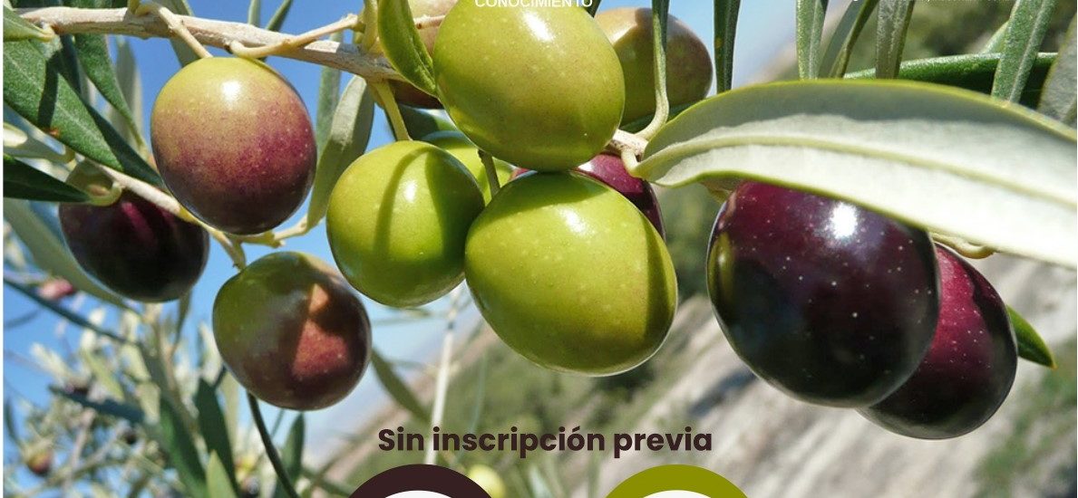 PROVINCIA CONVOCA A PRODUCTORES A PARTICIPAR DEL SEMINARIO DE CULTIVO DE OLIVO EN COMODORO RIVADAVIA Y TRELEW