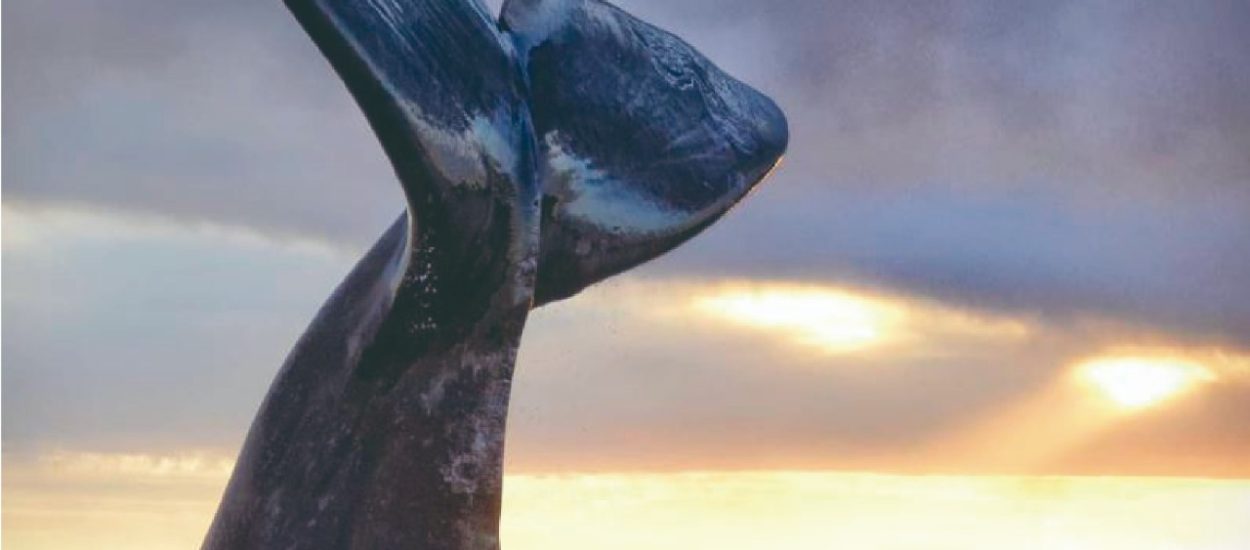 5° Feria del libro de Puerto Madryn.