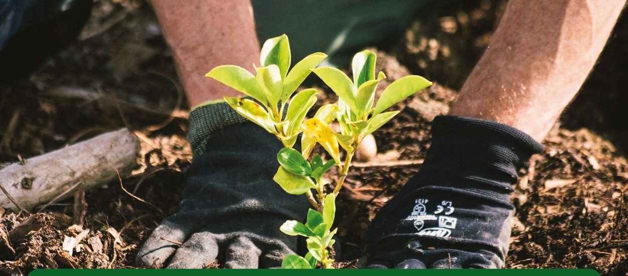 SE REPROGRAMÓ LA ACTIVIDAD DE SIEMBRA DE PLANTAS AUTÓCTONAS