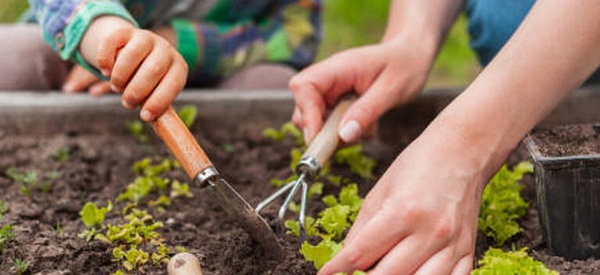 INVITAN A PARTICIPAR DE UNA SIEMBRA DE PLANTAS AUTÓCTONAS