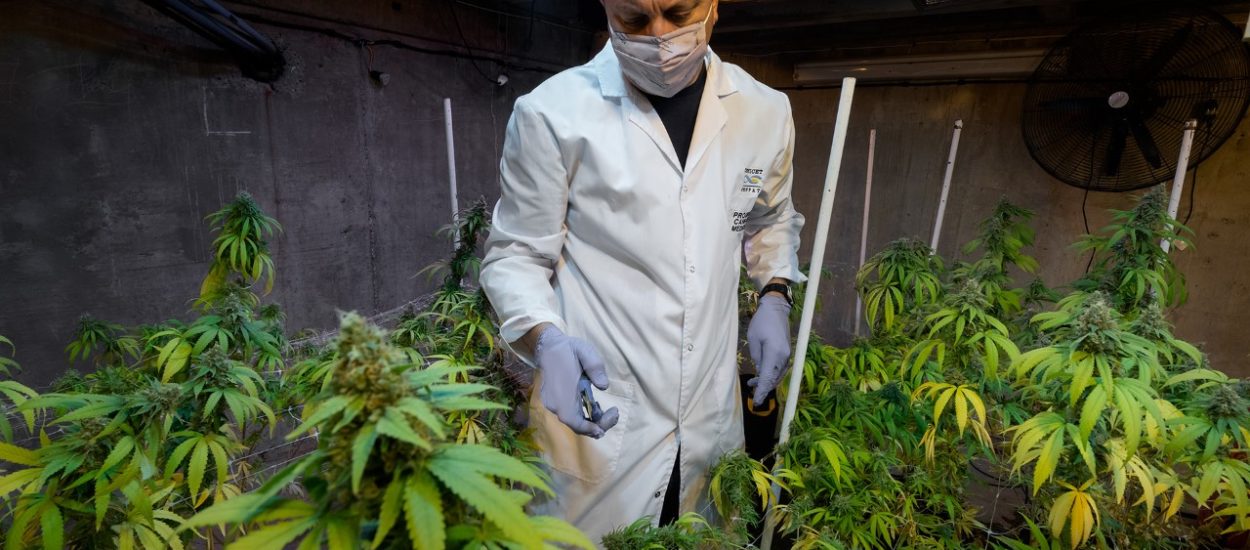 El CENPAT estrenó la web de su Programa Interdisciplinario de Cannabis