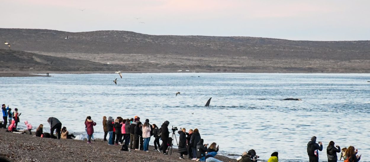 DURANTE EL FIN DE SEMANA LARGO, PUERTO MADRYN RECIBIÓ UN 55% MÁS DE VISITANTES QUE PARA LA MISMA FECHA DEL 2021