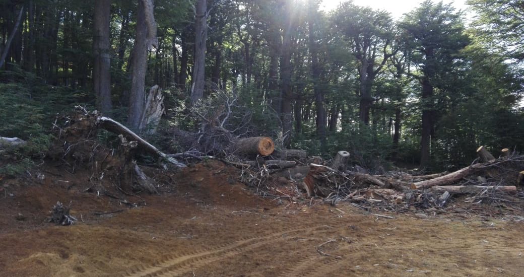 El Gobierno del Chubut aplicó una multa de 36,5 millones de pesos por la tala ilegal de un bosque nativo