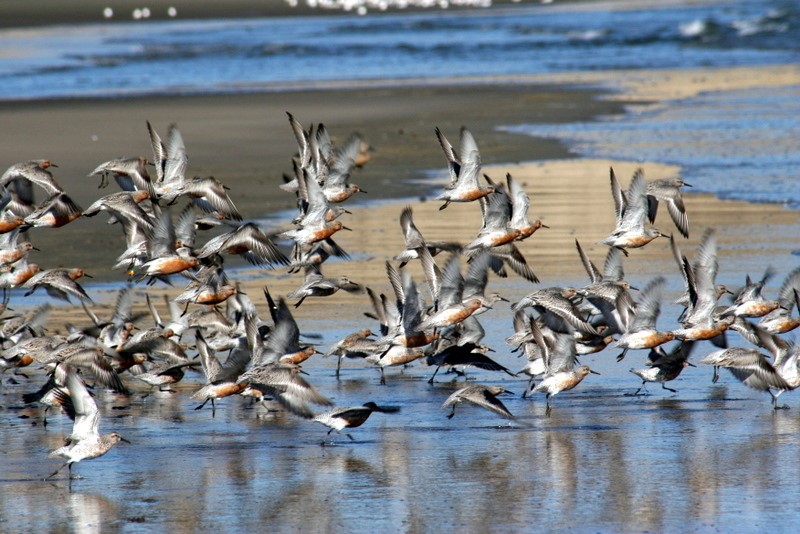 9na Reunión del Grupo de Aves Playeras del Hemisferio Occidental