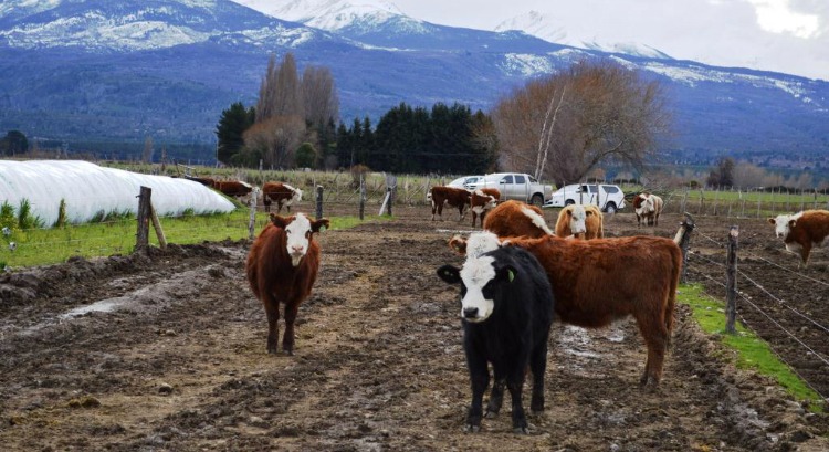 Provincia otorga créditos para la compra de vientres y reproductores ovinos y bovinos en la 45° Exposición de la Sociedad Rural de Esquel
