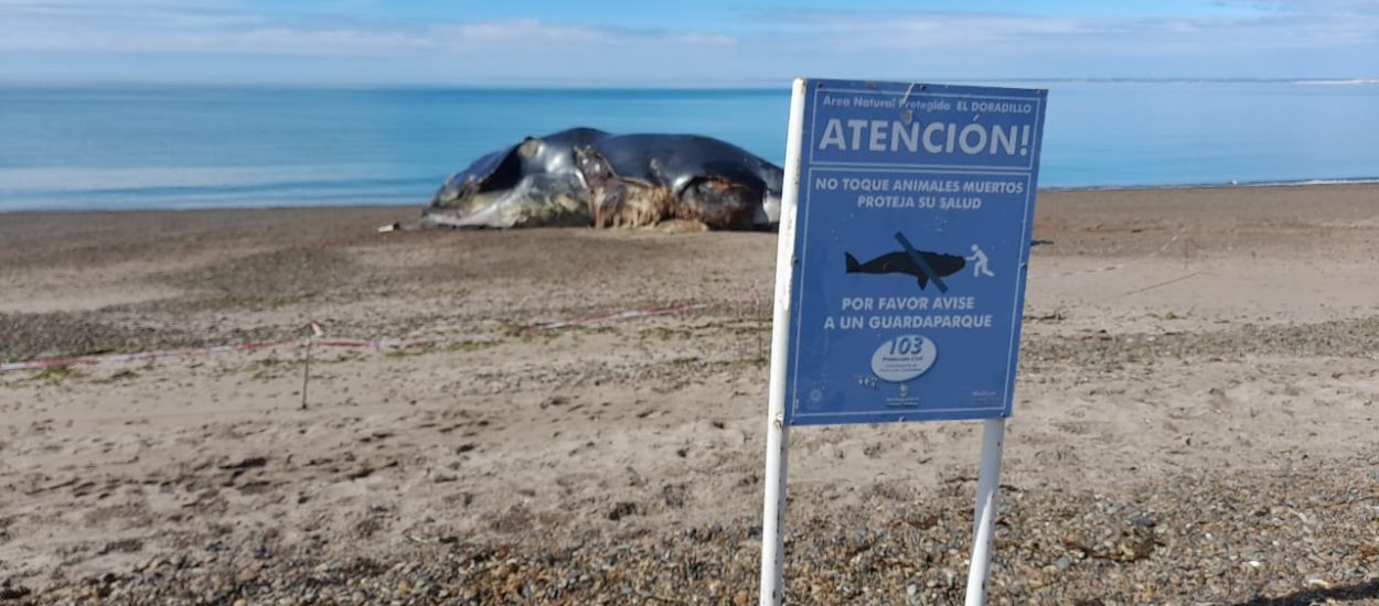 Autoridades piden no acercarse a las ballenas muertas