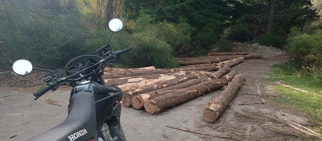 Provincia detectó otro corte ilegal de madera en la Reserva Forestal Cerro Currumahuida
