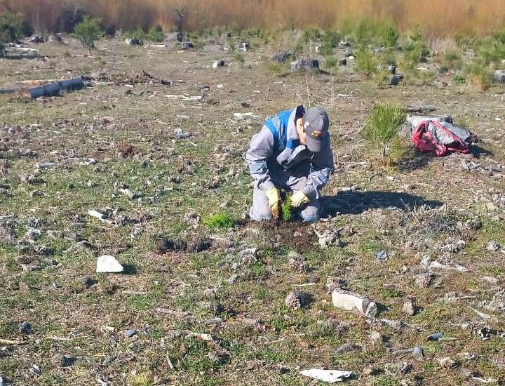 Provincia comenzó con el Plan de Reforestación en la Reserva Forestal de Corcovado