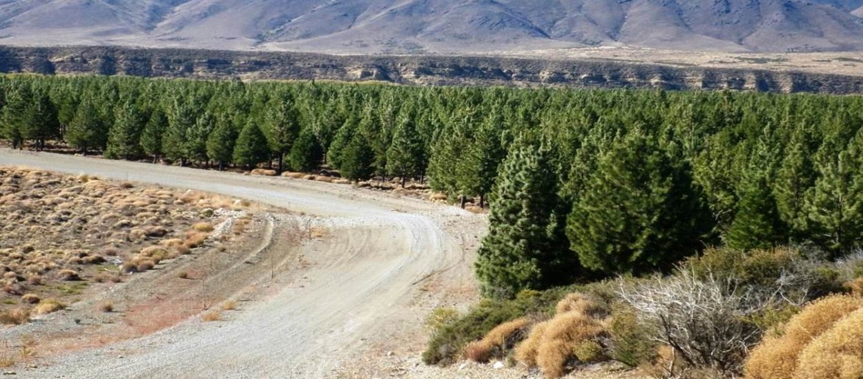 Provincia recuerda que continúa la convocatoria para acceder a aportes no reintegrables para la promoción forestal