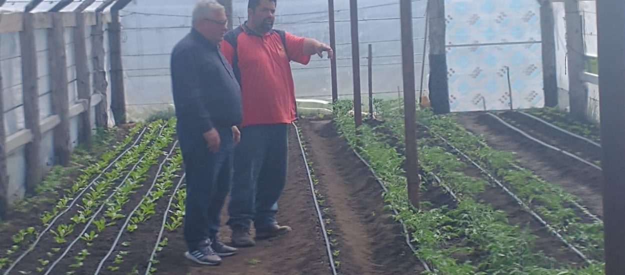 PROAF Chubut: Cholila produce hortalizas bajo cubierta